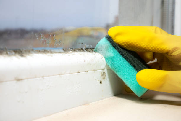 Best Residential Mold Removal  in Porter, IN