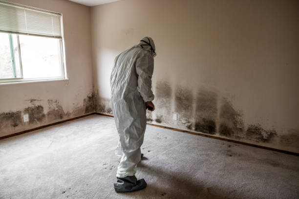 Best Mold Damage Repair  in Porter, IN